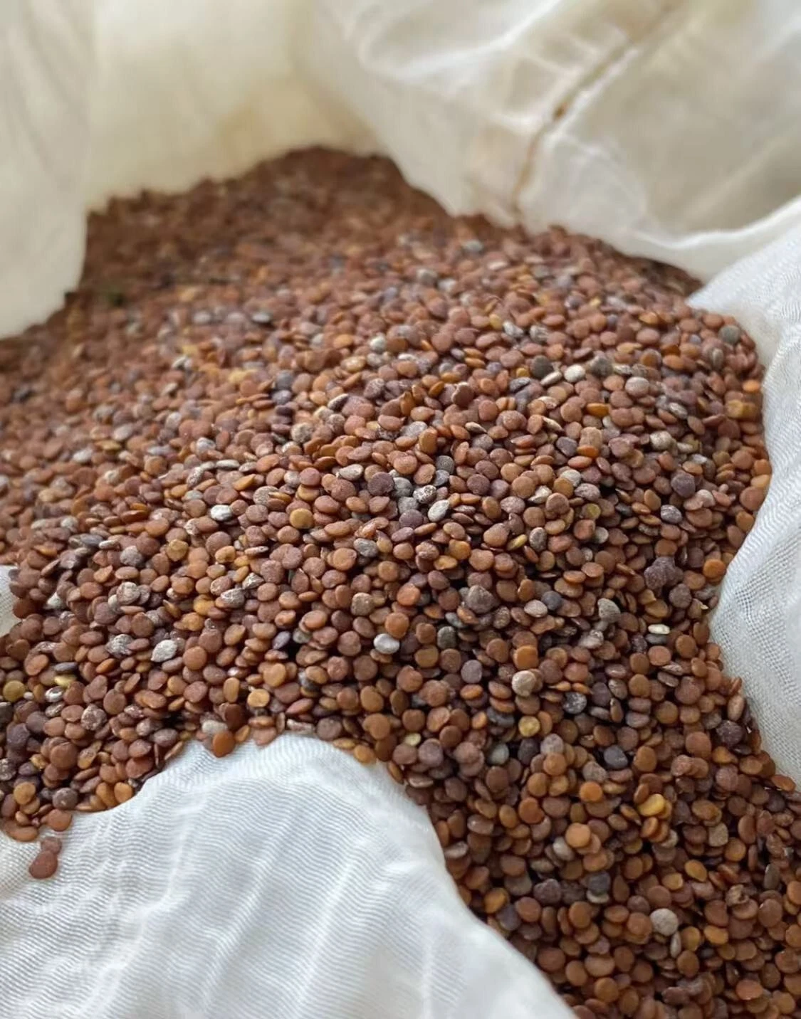 Ice Jelly Starter Kit - DIY Refreshing Drinks & Desserts