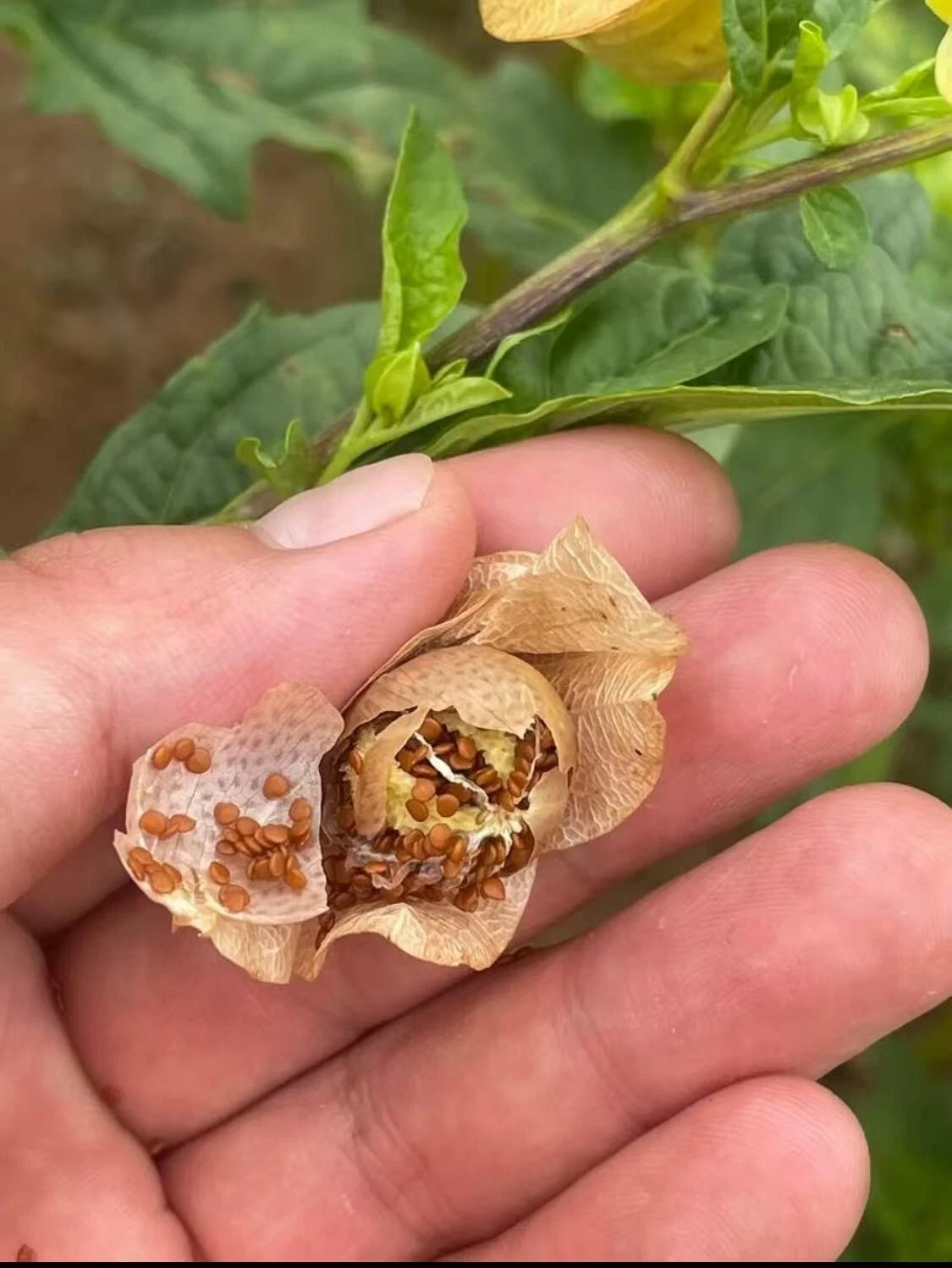 Ice Jelly Starter Kit - DIY Refreshing Drinks & Desserts